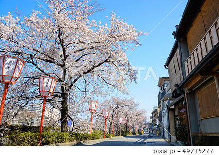 京都 宮川町の桜並木 京都 宮川町の桜並木 49735277