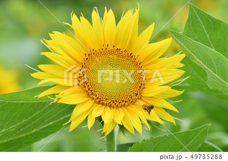 ヒマワリ畑のヒマワリの蜂がいる黄色い花（頭状花序）をアップで撮影した写真 49735288