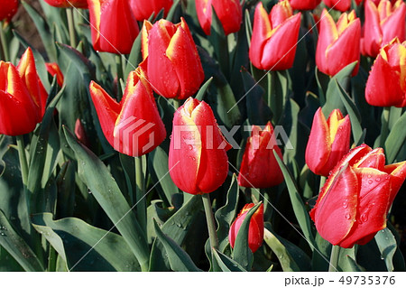 チューリップ_チョイス 49735376