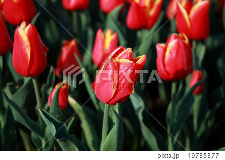 チューリップ_チョイス 49735377