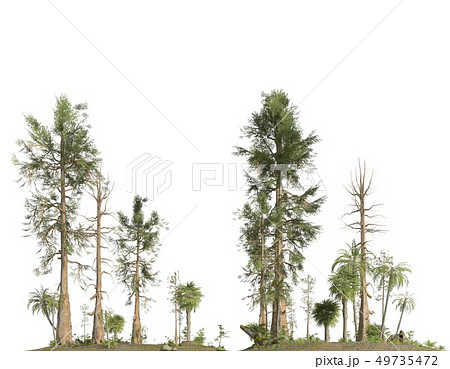 Forest of the mesozoic era isolated on white background 3D illustration Forest of the mesozoic era isolated on white background 3D illustration 49735472