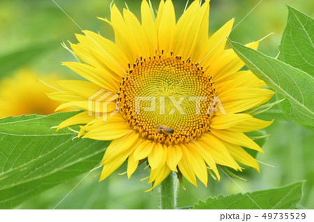 ヒマワリ畑のヒマワリの蜂がいる黄色い花(頭状花序)をアップで撮影した写真 ヒマワリ畑のヒマワリの蜂がいる黄色い花(頭状花序)をアップで撮影した写真 49735529