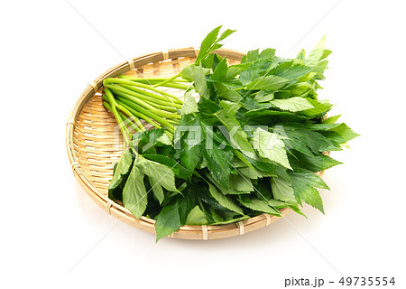 明日葉 明日葉 49735554