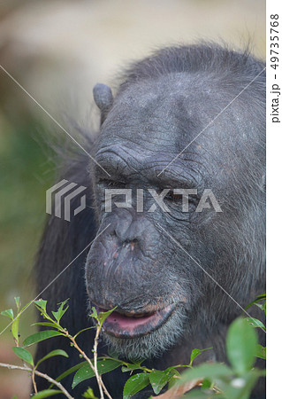 チンパンジー  49735768