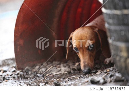 walking dachshund dog garden  49735975