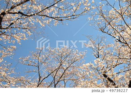 青空に浮かぶ満開の桜 青空背景の満開の桜 青空に浮かぶ満開の桜 青空背景の満開の桜 49736227