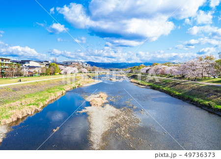 春の京都 鴨川(丸太町橋付近) 春の京都 鴨川(丸太町橋付近) 49736373