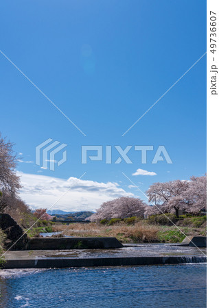八王子市 春の南浅川から見える雪の丹沢山 八王子市 春の南浅川から見える雪の丹沢山 49736607