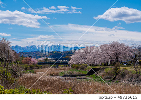 八王子市 春の南浅川から見える雪の丹沢山 八王子市 春の南浅川から見える雪の丹沢山 49736615