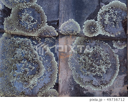 ウメノキゴケがついた古い屋根瓦 ウメノキゴケがついた古い屋根瓦 49736712