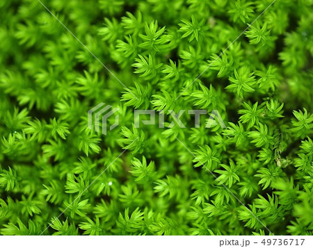 ネジクチゴケのテクスチャー 49736717
