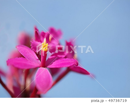 エピデンドラムの花 49736719