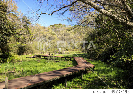 小網代の森（春） 49737192