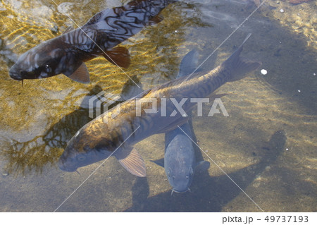 ドイツゴイ 49737193