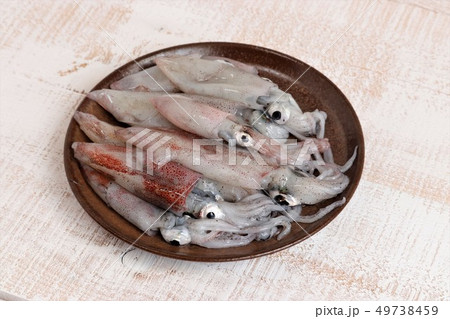 小イカ 小イカ 49738459