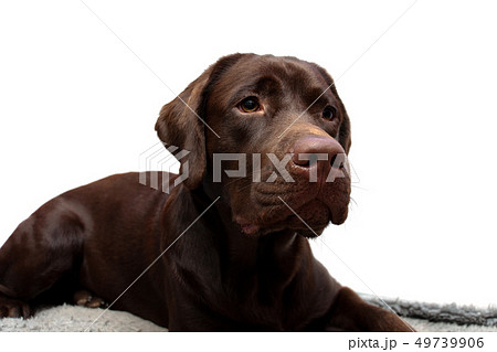 chocolate labrador retriever on a white background 49739906