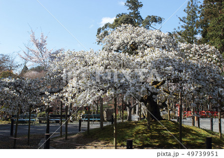 京都　大原野神社　千眼桜 49739951