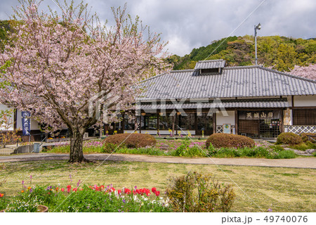 桜咲く 道の駅 花の三聖苑伊豆松崎 天城山房 桜咲く 道の駅 花の三聖苑伊豆松崎 天城山房 49740076