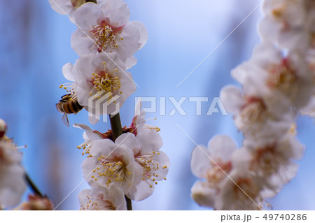 梅の花とミツバチ 49740286