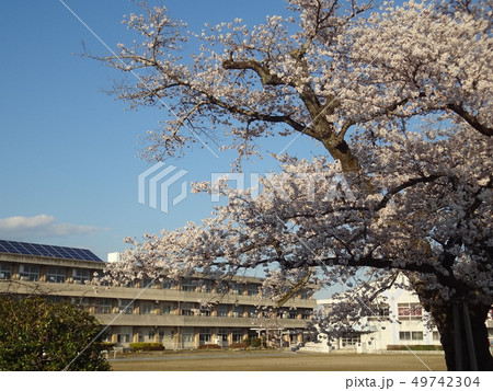 子供を見守る桜の木 49742304