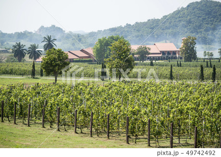 THAILAND PATTAYA SILVER LAKE WINEYARD THAILAND PATTAYA SILVER LAKE WINEYARD 49742492