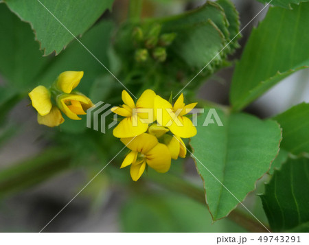 ウマゴヤシ 49743291