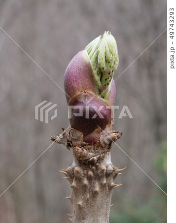 タラノメ 49743293