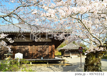 春の浄土寺 本堂と満開の桜 小野市 春の浄土寺 本堂と満開の桜 小野市 49743312