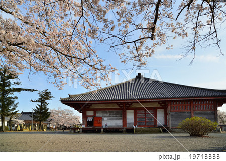 春の浄土寺　浄土堂と桜の風景　小野市 49743333