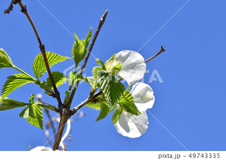 シロヤマブキ(白山吹) シロヤマブキ(白山吹) 49743335