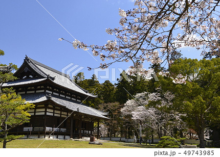 【和歌山県　岩出市】根来寺と桜 49743985