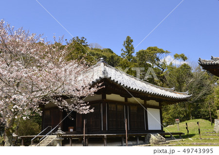 【和歌山県 岩出市】根来寺と桜 【和歌山県 岩出市】根来寺と桜 49743995