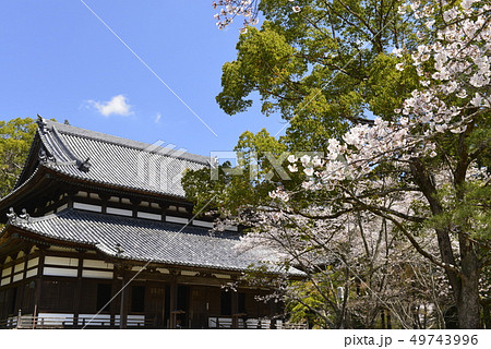 【和歌山県 岩出市】根来寺と桜 【和歌山県 岩出市】根来寺と桜 49743996