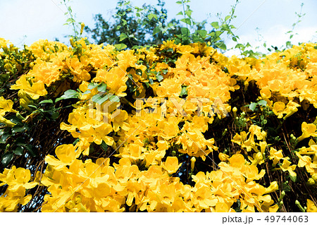 Look-up shot of yellow flowers Cat's Claw Creeper 49744063