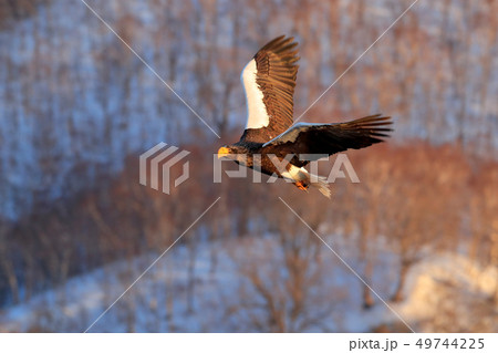 Flying rare eagle. Steller's sea eagle Flying rare eagle. Steller's sea eagle 49744225