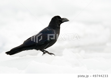 Raven, black bird sitting on the snow ice 49744233