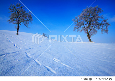 Two lone trees in winter snowy landscape 49744239