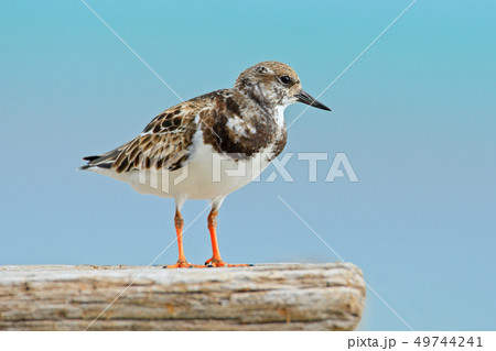 Ruddy Turnstone, Arenaria interpres, in the water 49744241