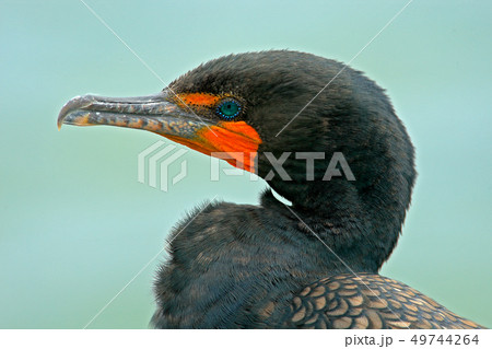 Detail bill portrait of bird Neotropic Cormorant 49744264