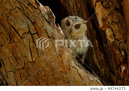 Indian scops owl, Otus bakkamoena, rare bird 49744275