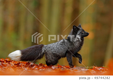 Black silver fox, rare form. Dark red fox playing 49744282