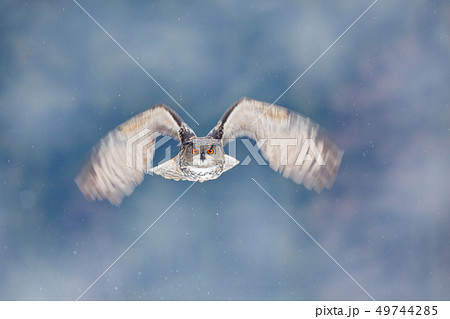 Flying Eurasian Eagle owl with open wings Flying Eurasian Eagle owl with open wings 49744285