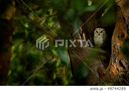 Indian scops owl, Otus bakkamoena, rare bird 49744289