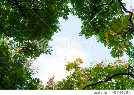 Top view with tree branch and blue sky 49744290