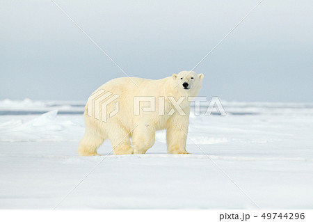 Polar bear on drift ice edge with snow a water 49744296