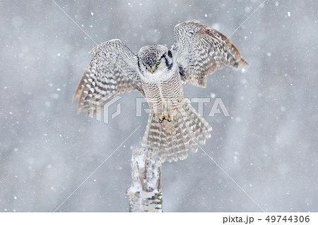 Owl with open wings from Finland. 49744306