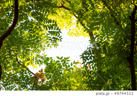 Top view with tree branch and blue sky 49744312