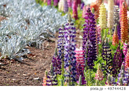 ルピナス（のぼりふじ） 49744428