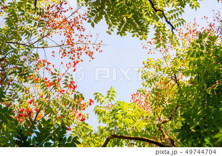 Top view with tree branch and blue sky 49744704