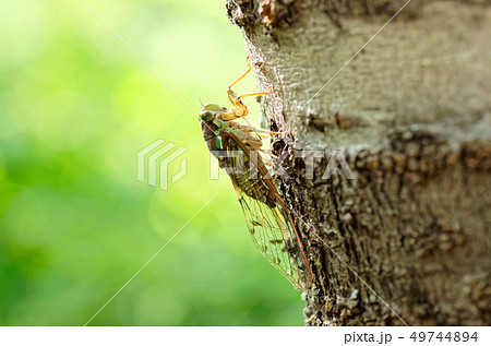 ヒグラシ 49744894